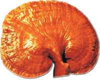 Reishi mushroom (Ingredient in ganocafe coffee) also affects to expand the blood vessels