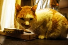 シドニー徒然草-うちの猫