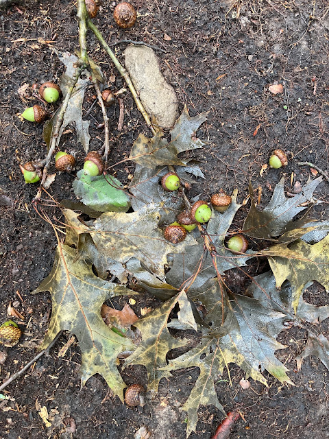 acorns and rain soaked leaves of a tree in the red oak group fallen on the forest floor