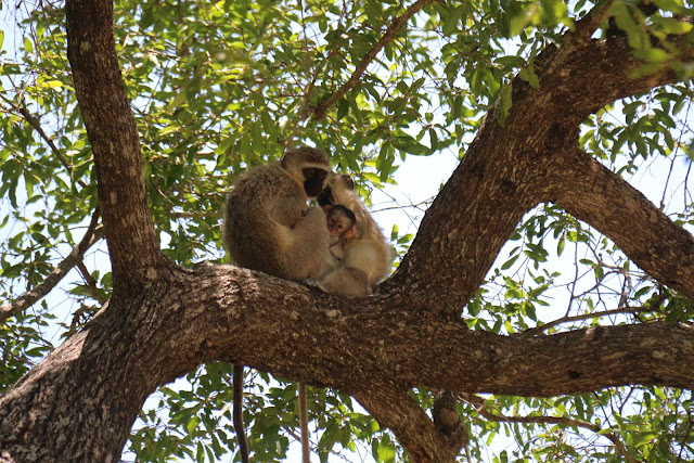 Blog Apaixonados por Viagens - Safári - África do Sul - Kruger Park