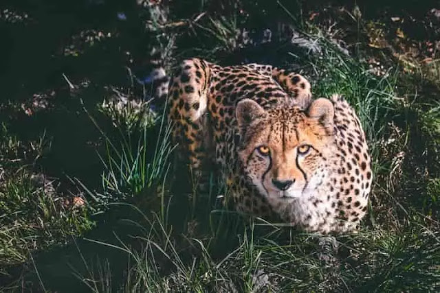 NATURE 10 Interesting Facts About Cheetah