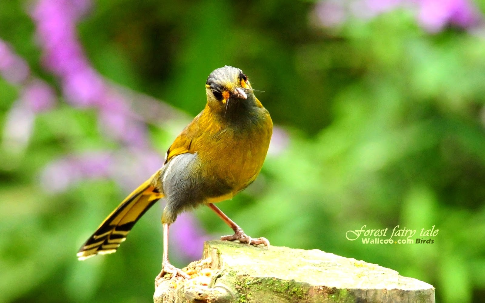 wallpaper | bird wallpapers | wallpaper birds | bird wallpaper desktop ...