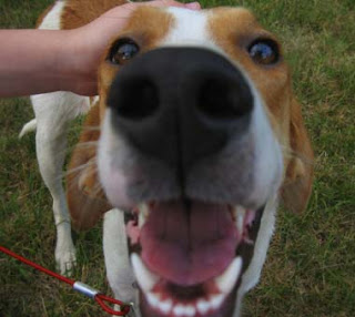 American Foxhound Face