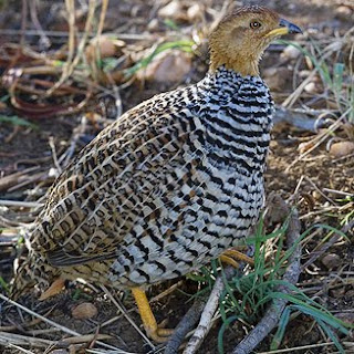 francolin caqui Francolinus Peliperdix coqui