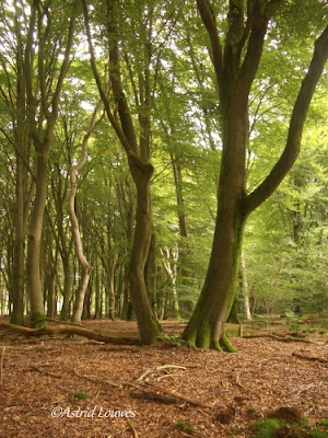 Veluwe Speulder-en Sprielderbos 'dansende bomen'