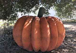 Pumpkin patch down on the farm