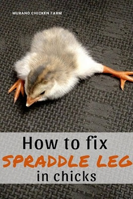 Fixing splay leg in chicks, directions