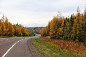 northern Minnesota tamaracks