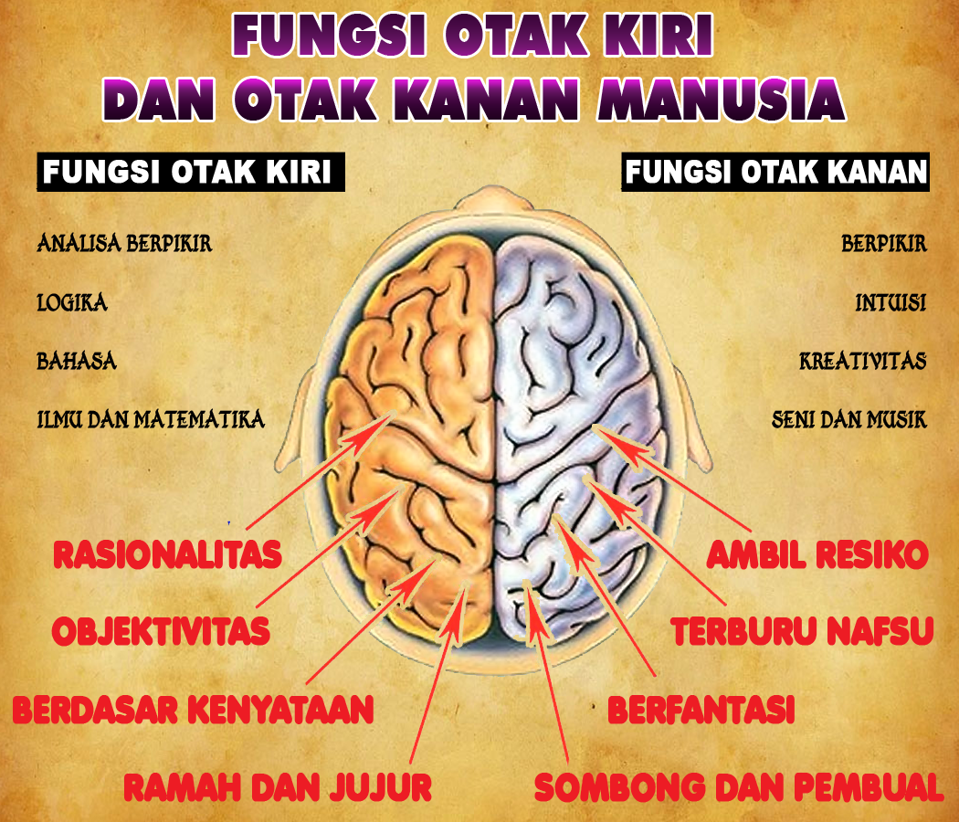 Perbedaan Otak Kanan dan Kiri: Apa yang Harus Anda Ketahui?