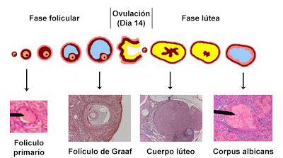 Resultado de imagen para cuerpo albicans