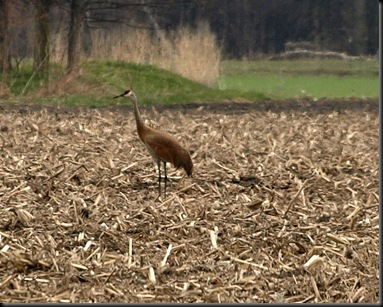 Sandhill crane