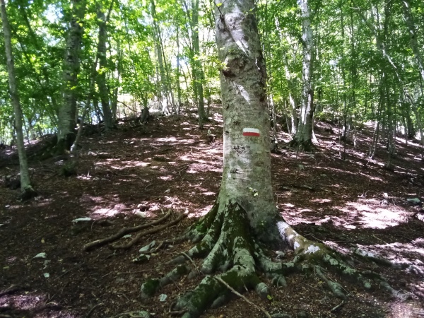 Traversata Macchia Verde (parte I, foto 17)