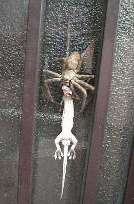 biggest camel spider in world. Biggest+camel+spider+bite