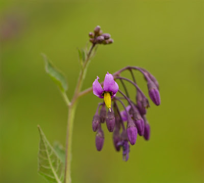 Bittersweet Solanum dulcamara