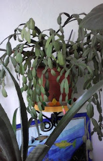 caciunel (cactus de padure) in ghiveci, cu o floare boboc