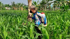 Tanaman Jagung Kodim Pekalongan Tahap Penyemprotan 