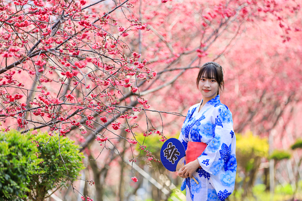 櫻花鳥森林上千棵櫻花結合蜀葵花、小火車、露營、美食、鸚鵡放飛秀