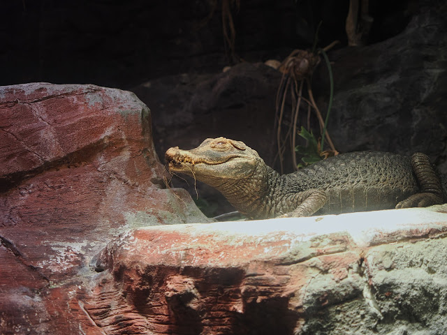 jiemve, le temps d'une pose, Gênes, Genova, aquarium, crocodile, caïman