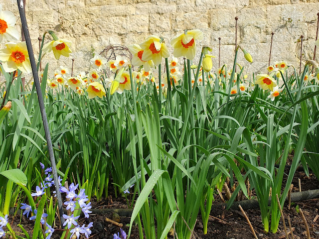 Yellow daffodils with orange cups