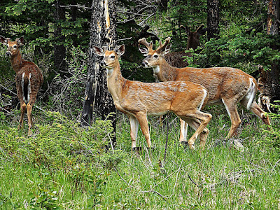 White-Tailed Deer