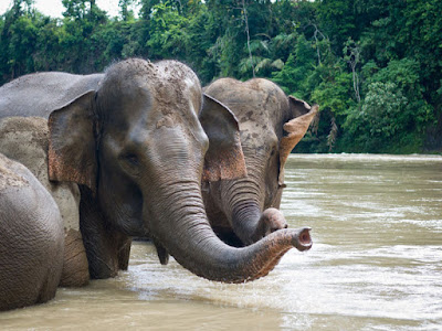 Nasib Gajah Sumatera di Bengkulu Makin Memprihatinkan