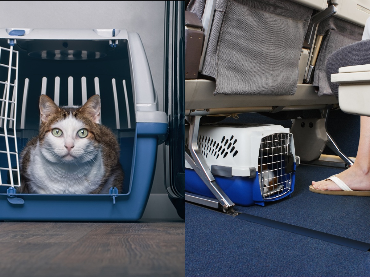 A cat and a dog in pet carriers