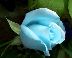 Blue Rose