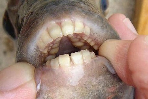A fish with teeth similar to the man teeth(Testicle Eating Fish)