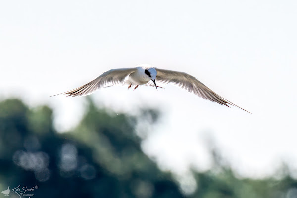 Forster's tern