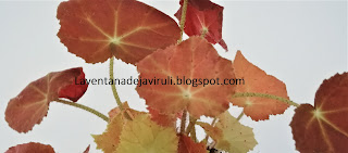 como-cuidar-begonia-autumn-ember
