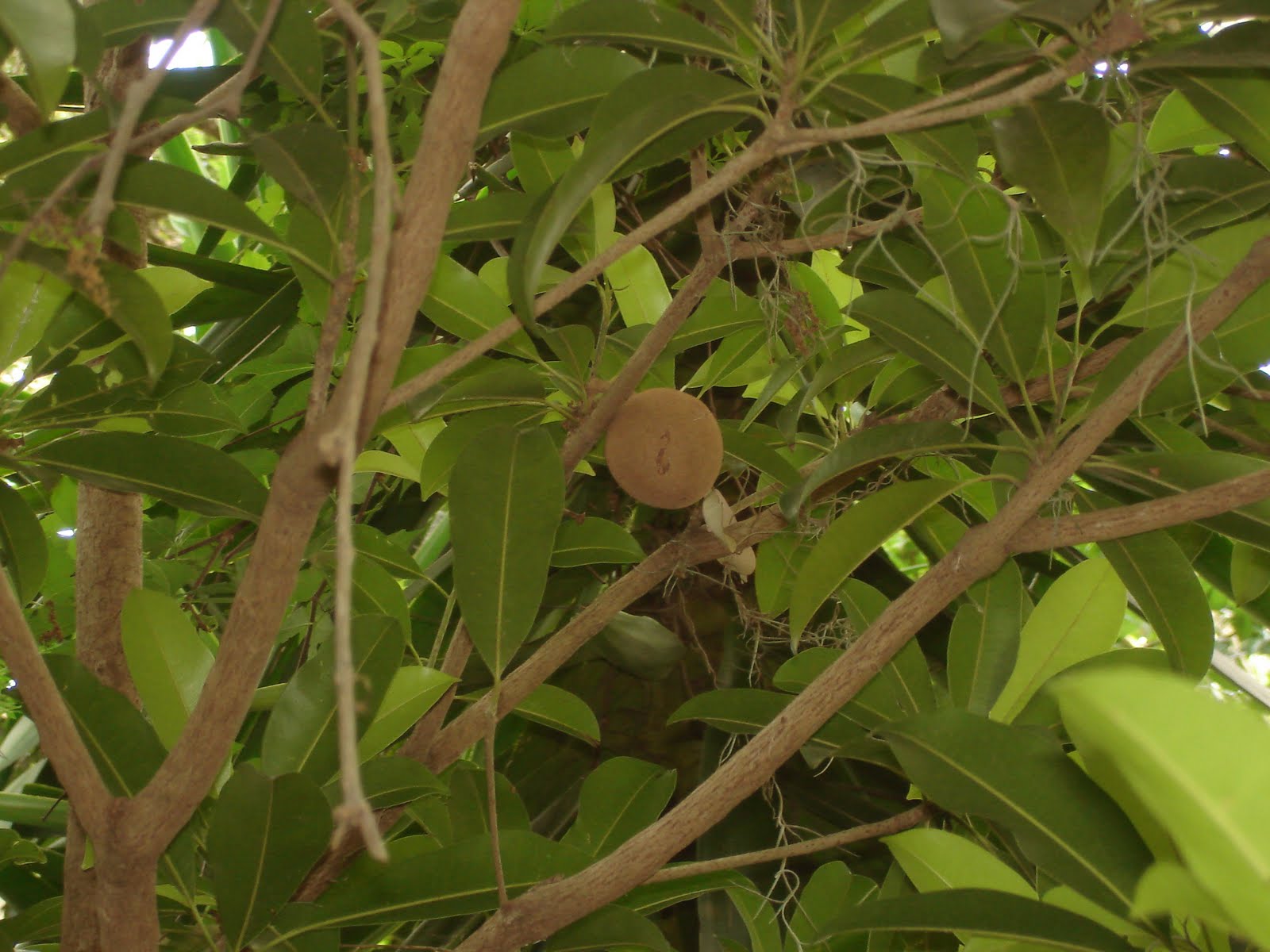 The Tiny Skillet A Tale Of A Sapodilla My Garden Fruits And Granola