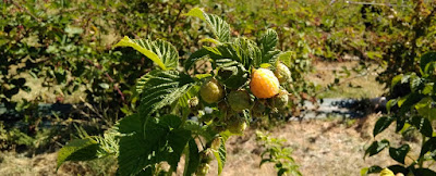 Berry Good, frutos del bosque