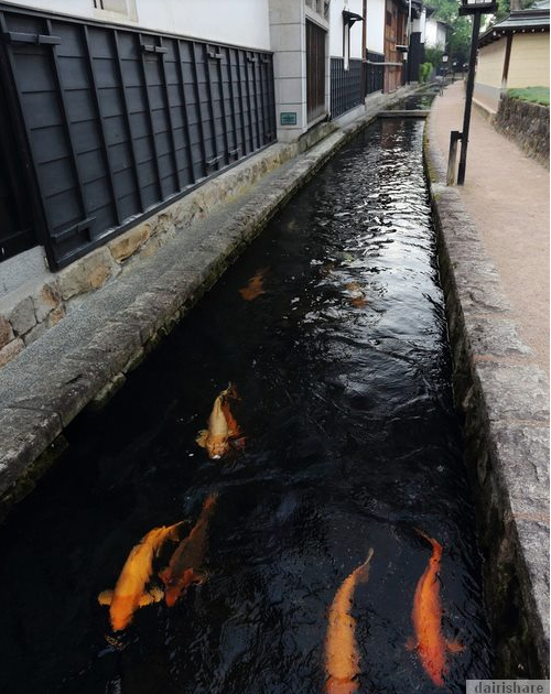 Di Jepun Ikan  Koi  Hidup Bebas Di Dalam Sungai video