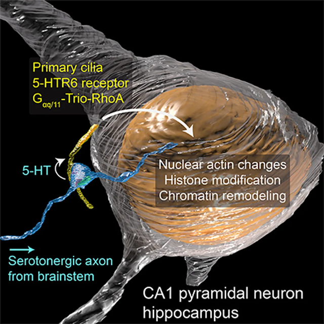 Nueva sinapsis neuronal con cilios curiosciencia
