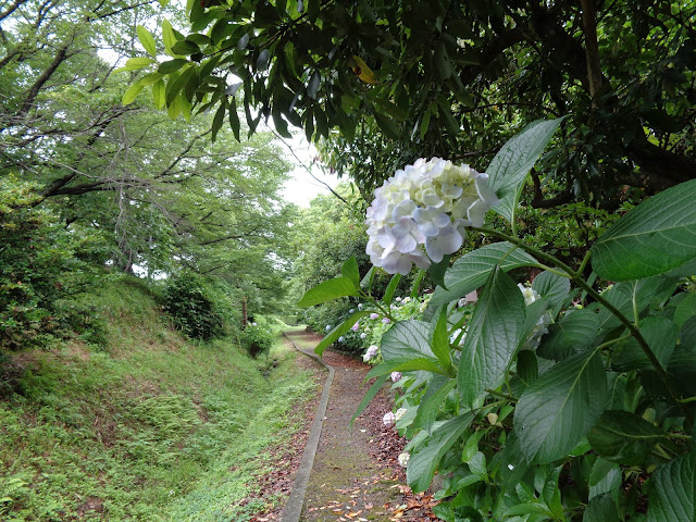 アジサイ（紫陽花）