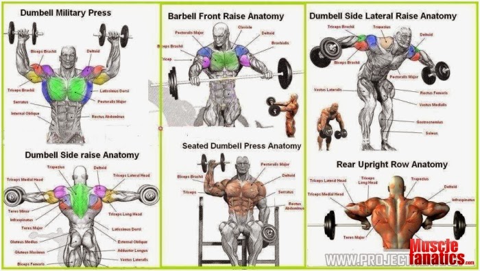 The Six Best Shoulder Exercises  allbodybuilding.com