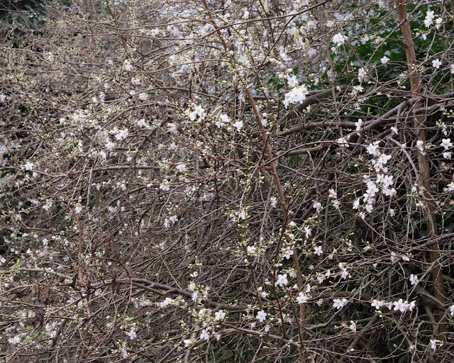 Cherry plum bush with buds and flowers