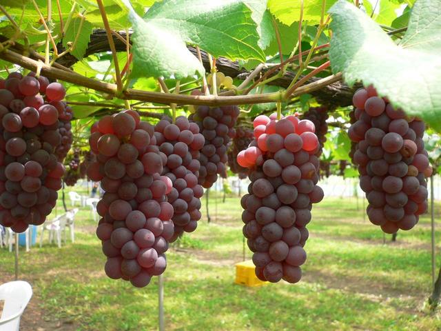 Buah dan Pohon Anggur Merah, Hijau, Hitam ~ Kumpulan 