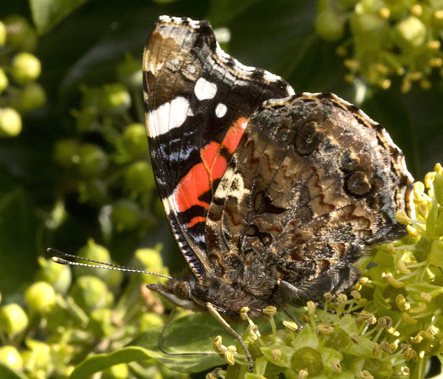 Red Admiral butterfly, Vanessa atalanta.  Gates Green Road, Coney Hall, 10 September 2011.