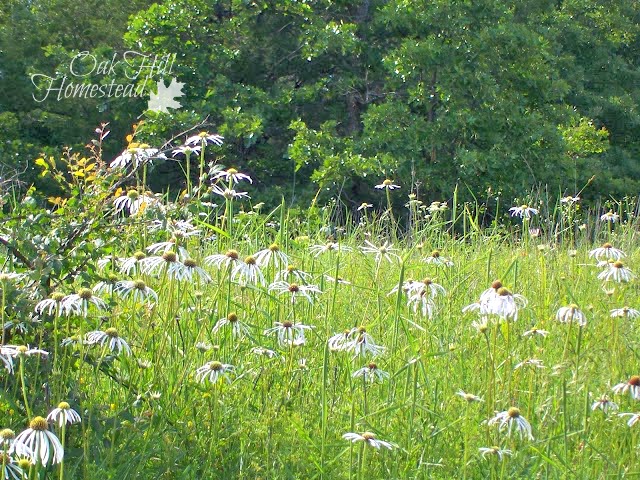 Tips for finding land for your new homestead