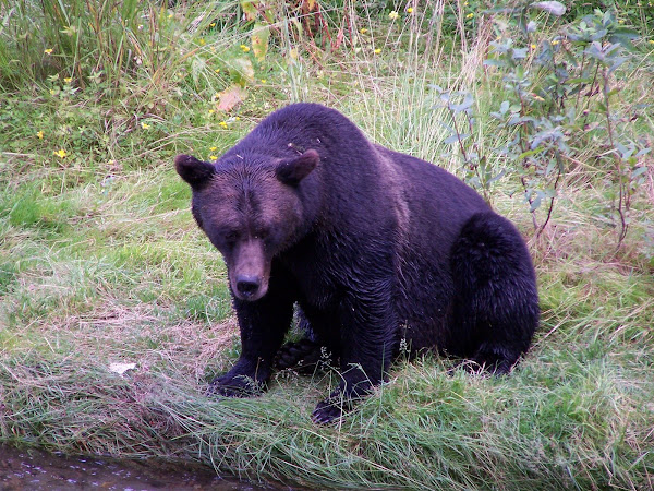MONICA THE GRIZZLY BEAR