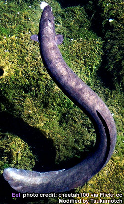 Eel photo credit by Peter Harrison