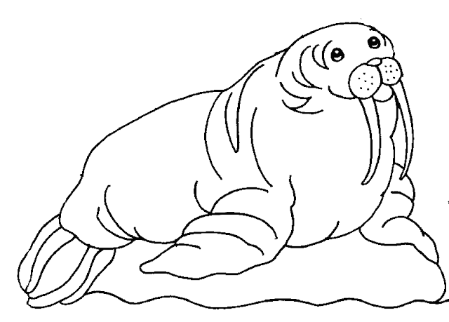 Big Walrus Animals Printable Coloring Pages