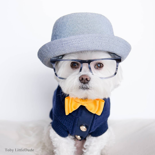 Conheça Toby LittleDude - O adorável cachorrinho Hipster 