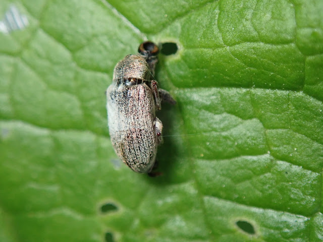 Phyllobius pyri