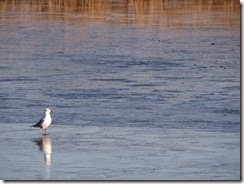 Black-headed Gull