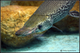 Alligator Gar Wallpapers