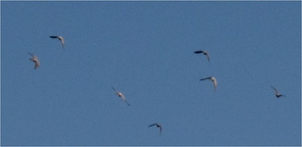pflight2