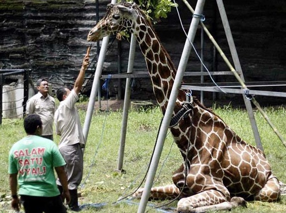 Zoo Neraka Paling Kejam Di Dunia Yang Terletak Di Indonesia