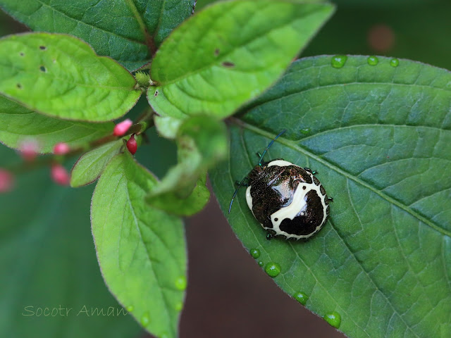 Poecilocoris lewisi